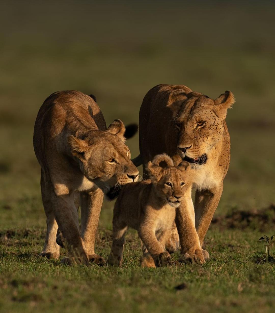 Mayian Luxury Camp Hotel Maasai Mara Bagian luar foto