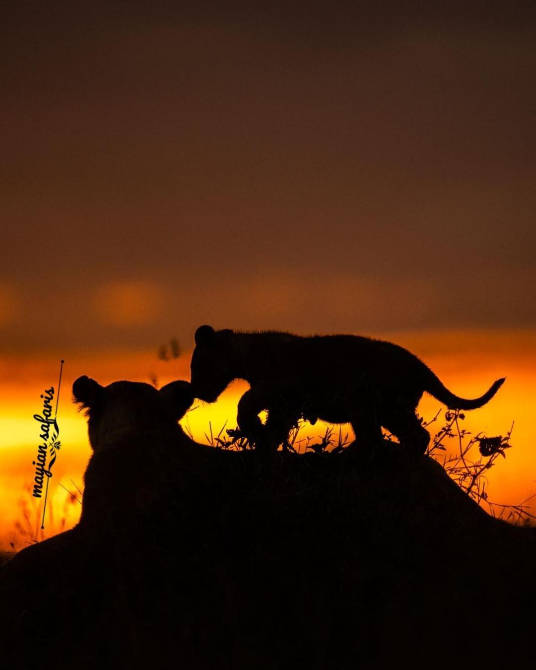 Mayian Luxury Camp Hotel Maasai Mara Bagian luar foto